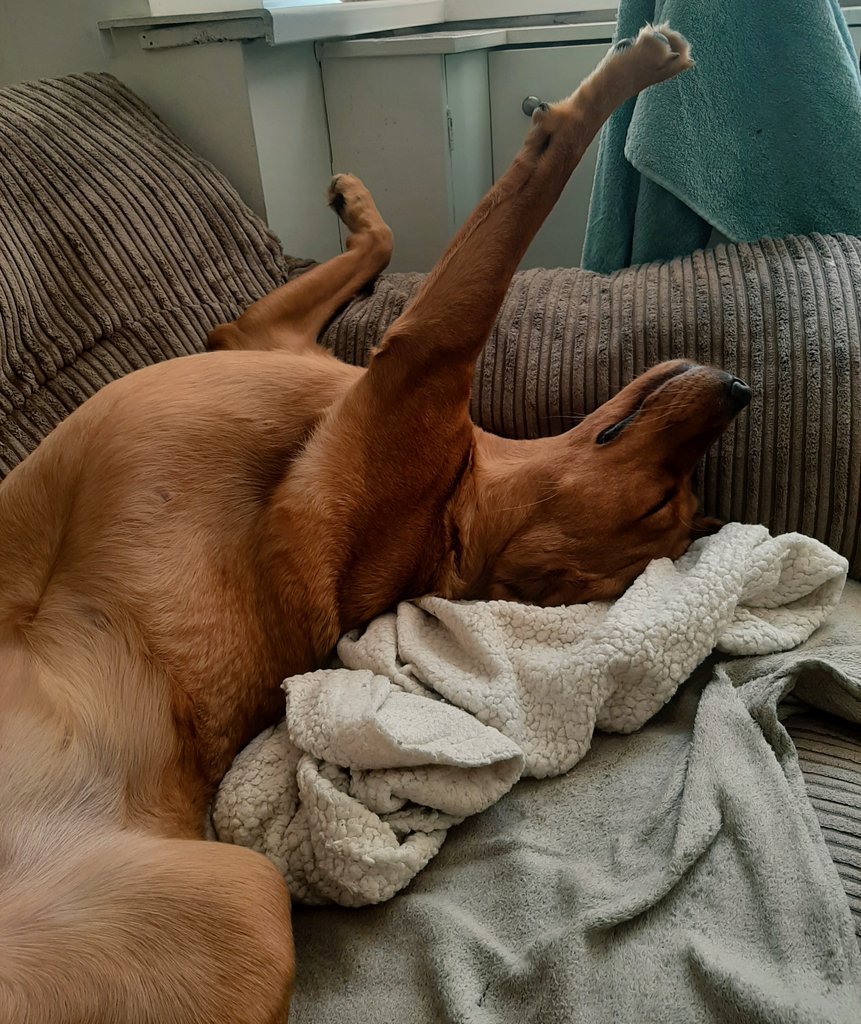 SakuraTheLab's tweet photo. πΈ Goodmorning! 4 hours til mum is back home π°πΈ
#goodmorning #dogs #dogsoftwitter #sakura #labrador #redlabrador #cute #nap https://t.co/RNpjOMehcM