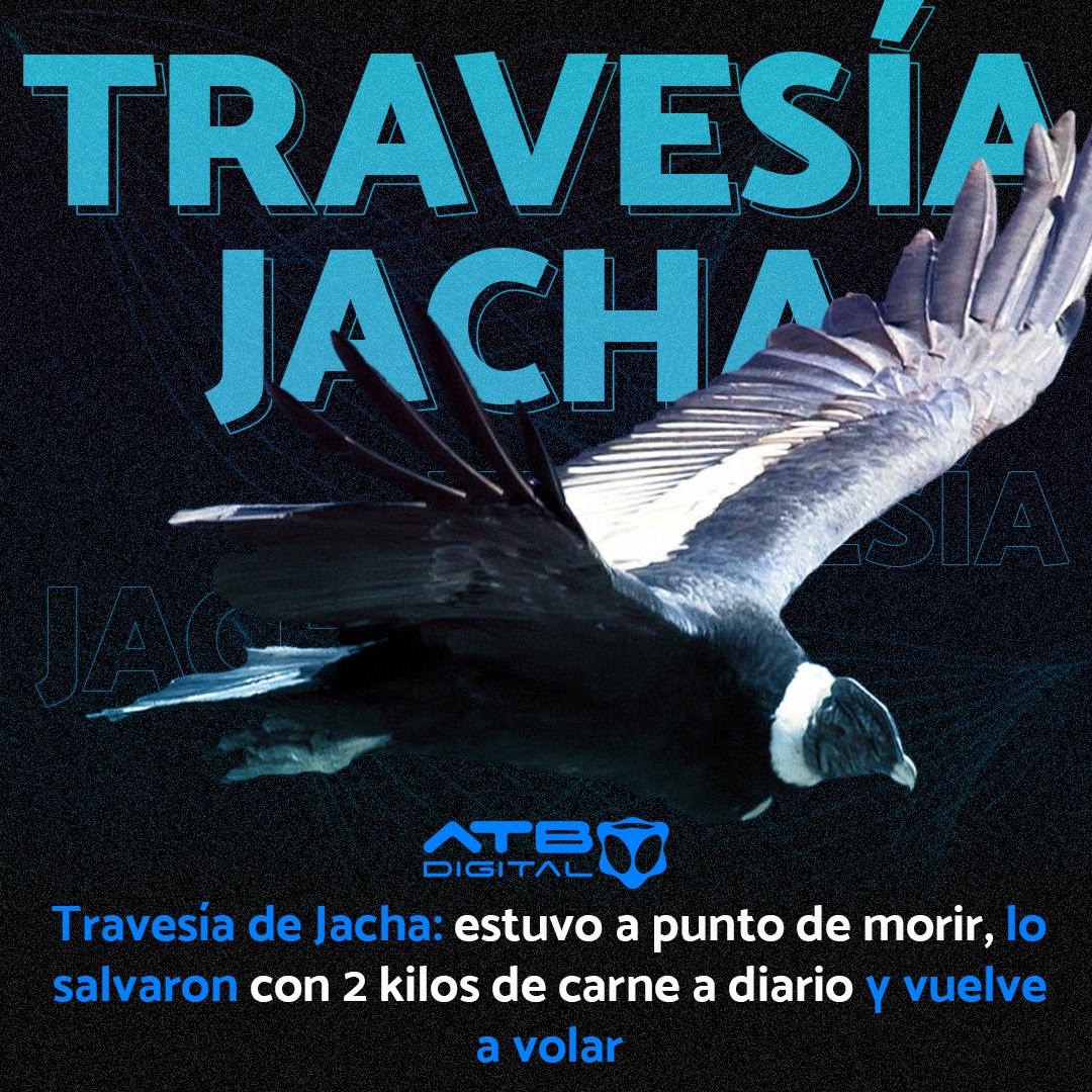 EnConexionbol's tweet photo. Las imponentes y extensas alas del #cóndor andino macho #Jach'a (grandeza, en quechua) se encontraron con la libertad. Ayer y luego de 10 días de recuperación, la monumental ave, víctima de la falta de alimentación, volvió a surcar los cielos de Pocona.
#ATBDigital
#ATBNoticias https://t.co/hLgJHptiK9
