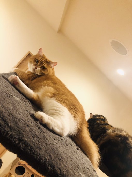 Cat Cafe Obc 福岡にある猫カフェ 子猫のへや