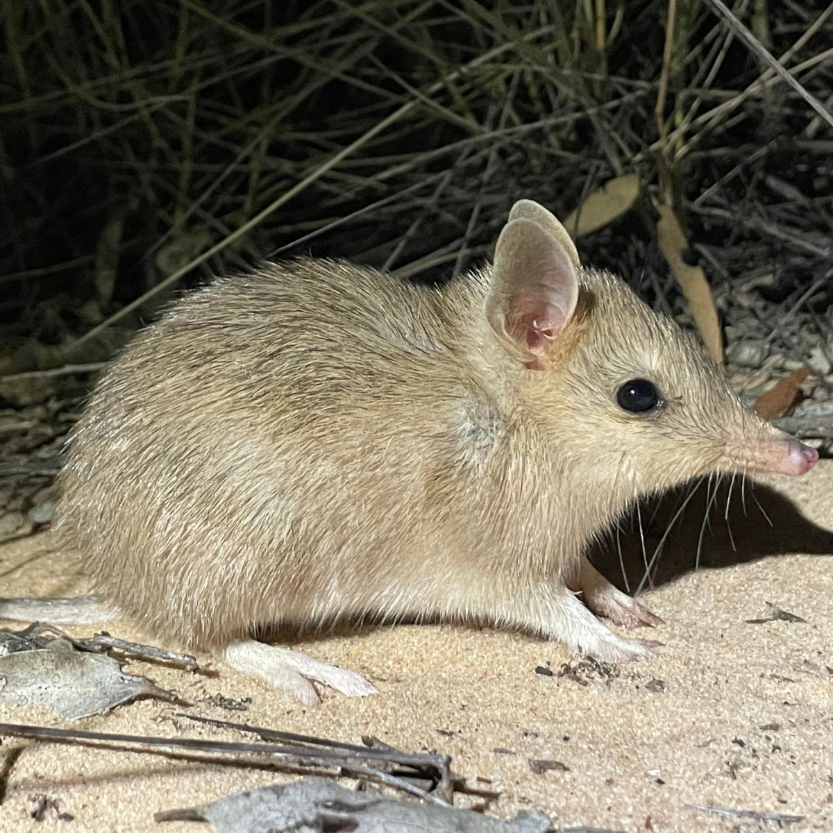 TSCommissioner's tweet photo. Great news that Shark Bay Bandicoots released last year into Ecological Horizon’s Mallee Refuge exclosure at Secret Rocks SA have been breeding continuously, more than doubling the population size. Secret Rocks safe haven was expanded with Australian Govt funding. 
📷 C Lynch https://t.co/pNFG9blVkm