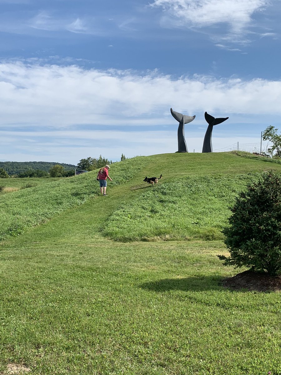 Then we went to statues called Whale Tails in Vermont.  Papa A wanted to go. I got to run.  Very strange these are off the FedEx parking lot off the highway in an industrial park no where near the ocean.  #GermanShepherd #gsd #Vermont #WhaleTails