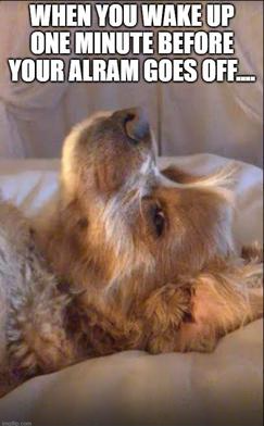 AnnaK029's tweet photo. https://t.co/Y3CzN3UXeM via @imgflip 
The look on my little fur child's face says it all! Re-tweet if you feel the same. #LifeisCruel #dogsoftwitter https://t.co/OSjPOTljwU