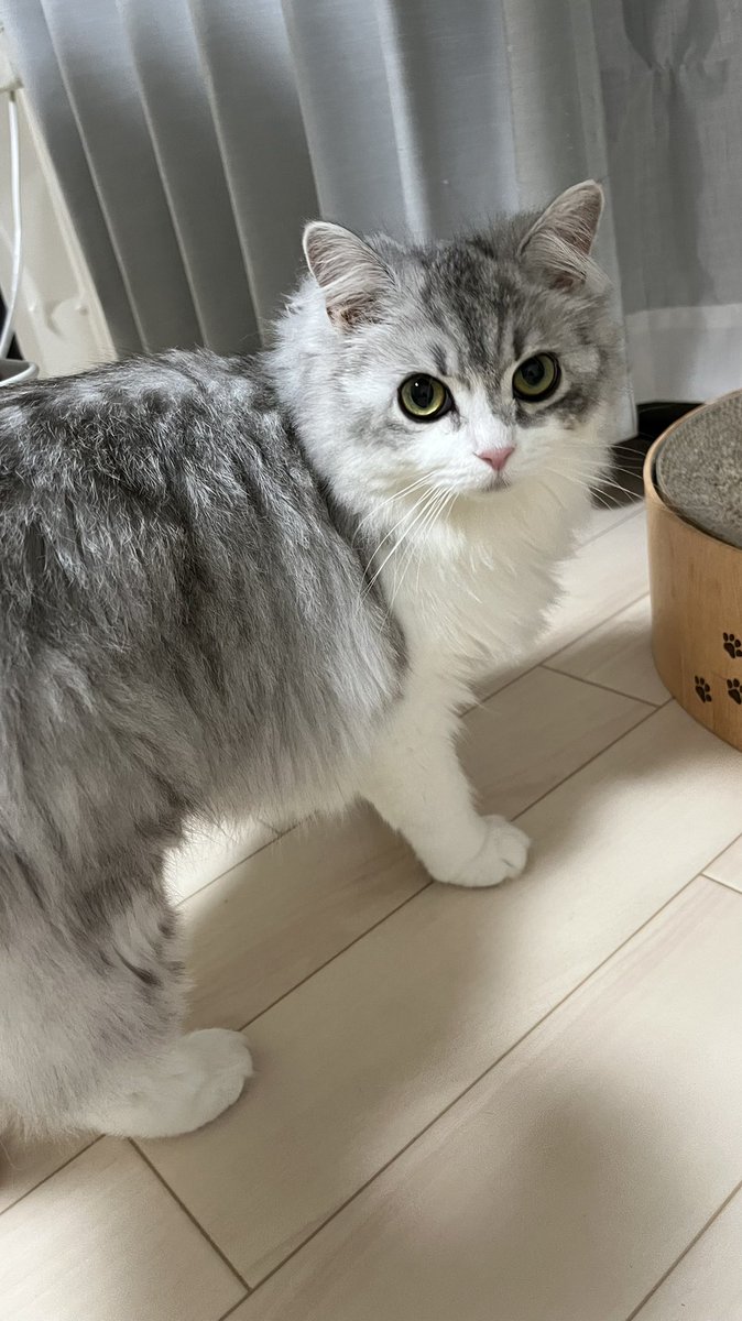 上目遣い完璧💯💮

 #猫  #サイベリアン  #猫好きと繋がりたい