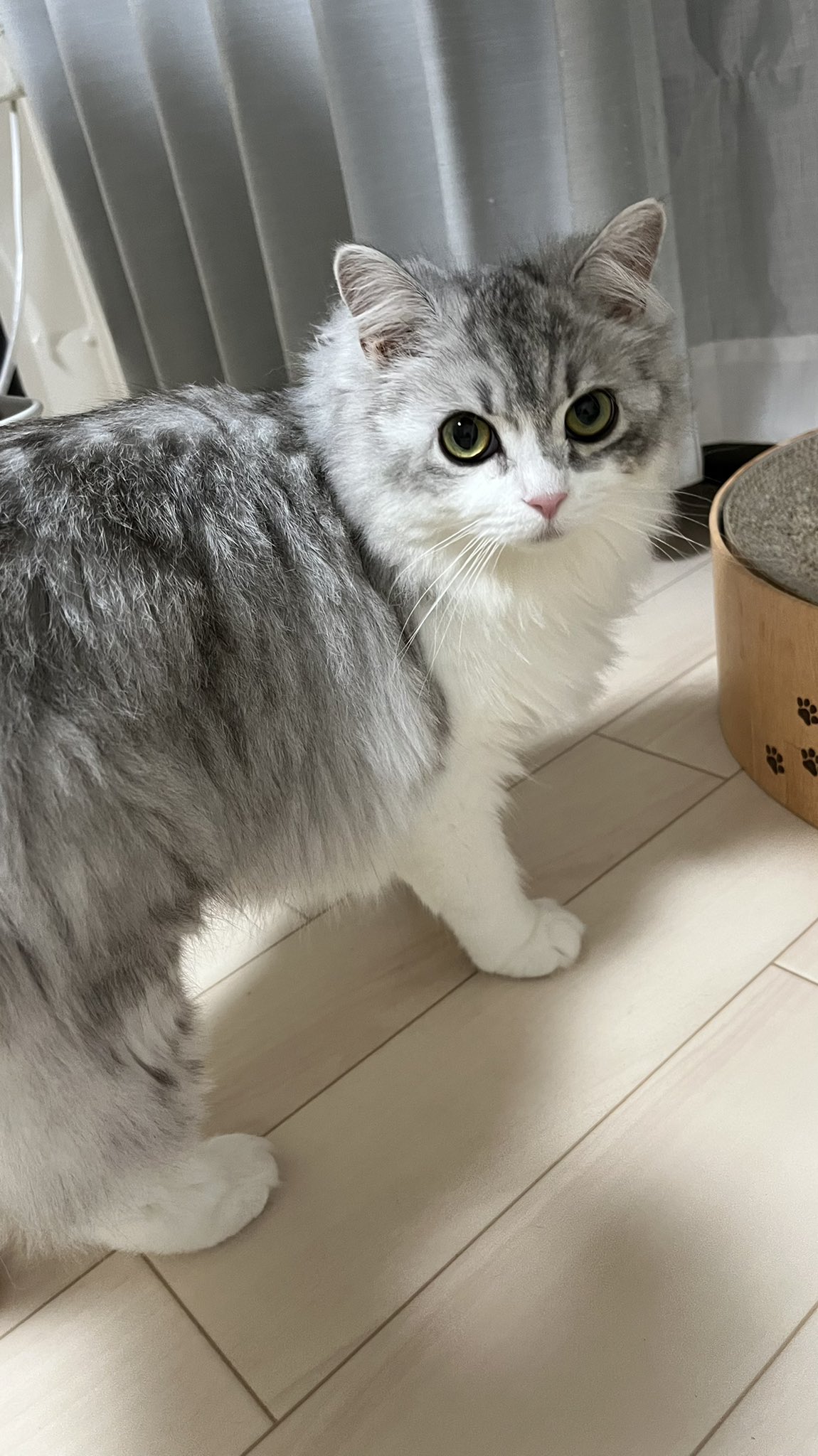 フィア Phia0918 Twitter