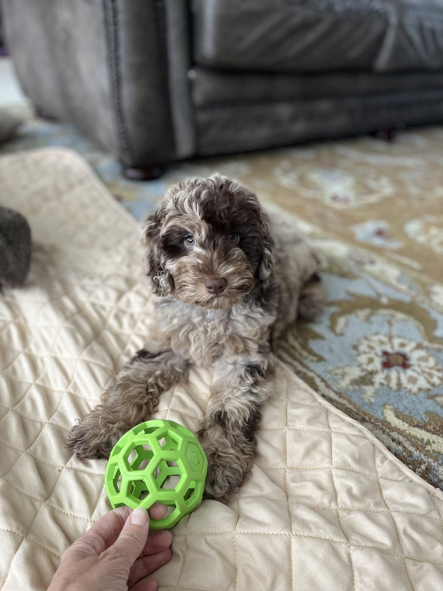 EBrieschke's tweet photo. @tobymorton Our pup Burrow hopes you feel better soon! https://t.co/gAPYAXt3b5
