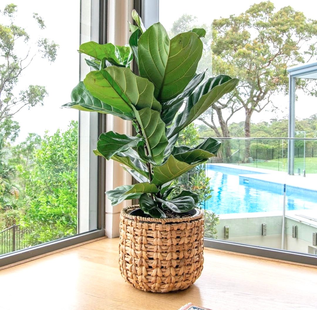 pop_wilder's tweet photo. the princess of the indoor jungle hehehe the lush fiddle leaf fig x will only tolerate the perfect environment and is moody but when you put them in front of a big window and shower them weekly wow their foliage is so showy x dm for help with finding that perfect fiddle and pop i https://t.co/phbYwyBhsn