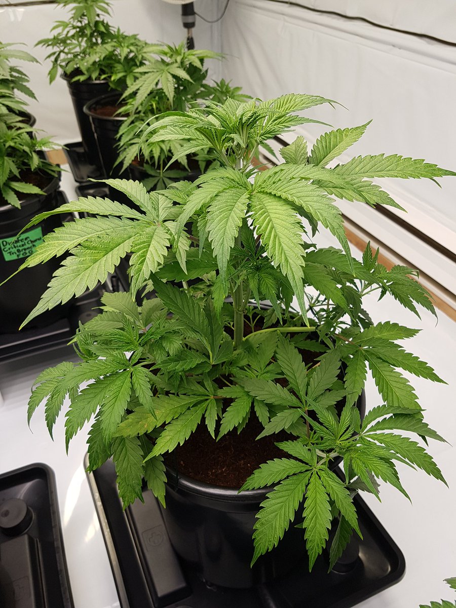 GrowMizz's tweet photo. Gorilla zkittlez auto flower cannabis by fast buds Genetics @Fast_Buds growing under flora flex Leds using Hygrozyme and Ez-Pz runoff drain trays by the bucket company @GrowMizz #gorillazkittles #fastbudsgenetics #autoflower https://t.co/Vsp3bMHEBE