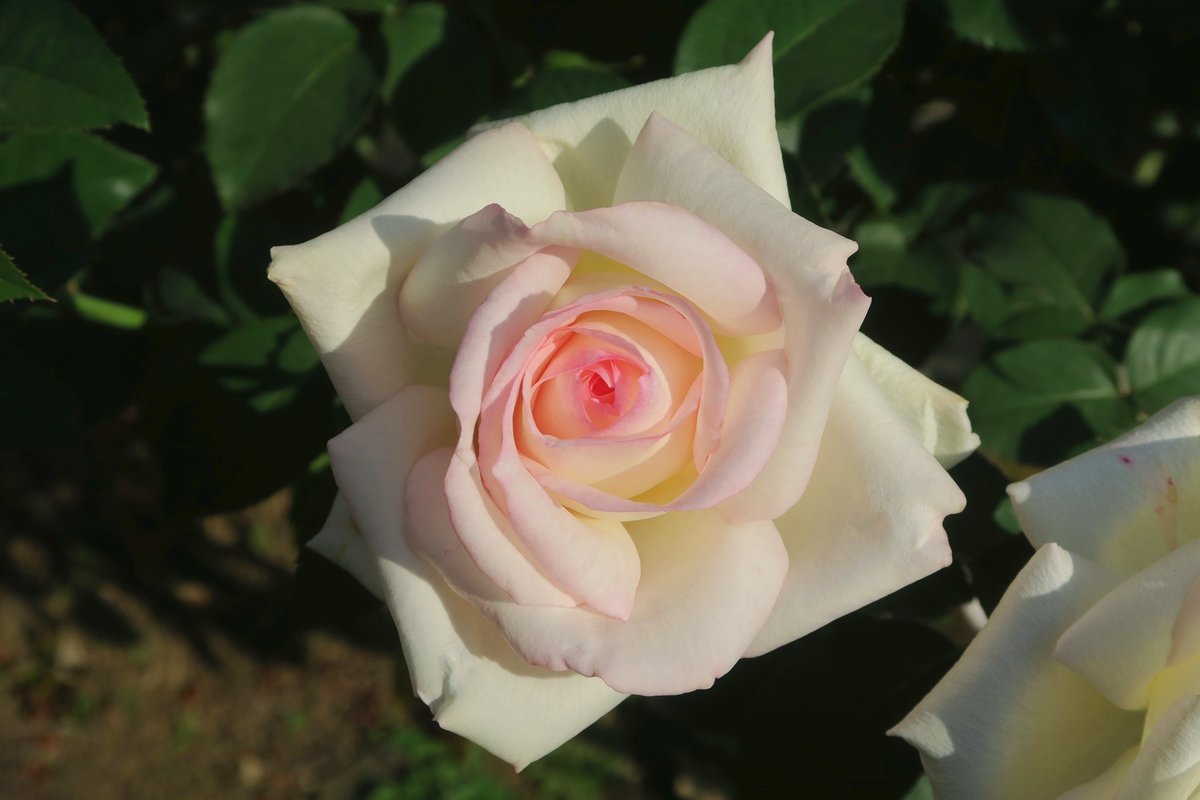 kyufurukawa's tweet photo. The first autumn foliage event in a long time! It is the time of year when both autumn leaves and roses can be enjoyed at Kyu-furukawa Gardens. Enjoy the autumn foliage in both Japanese and western styles, unique to this garden!
#kyufurukawagardens #autumnleaves #rose #garden https://t.co/eg6HHGFaOf