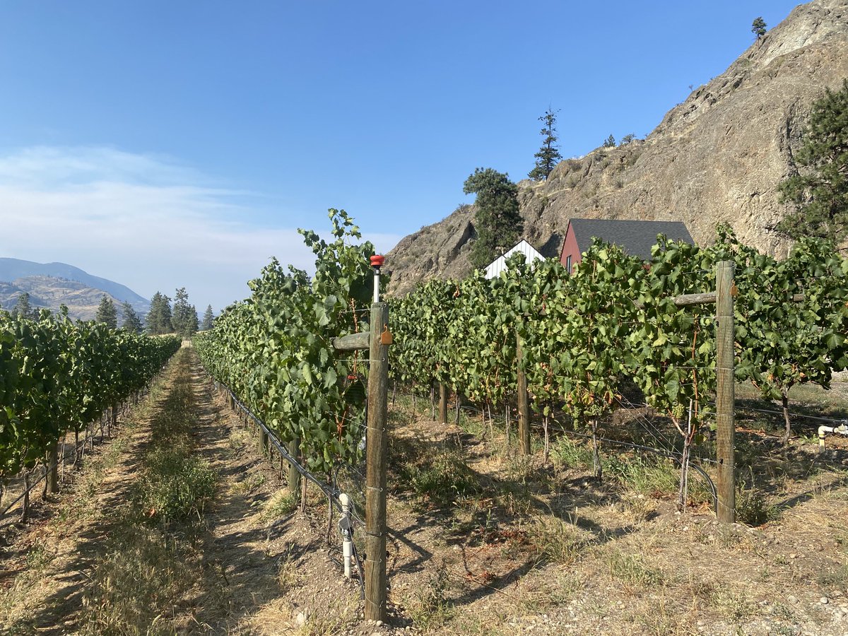 ZWineNinja's tweet photo. Very excited to have finally seen &amp; visited ⁦@harlee_code⁩ ‘s ⁦@Codewinesbc⁩ vineyard with Poppy. Their delicious #bcwine is available for ordering right now at https://t.co/81hpEClzGN 

Stay tuned for some exciting pairings with their delicious #Syrah #explorebc https://t.co/dWHm3o18Ix