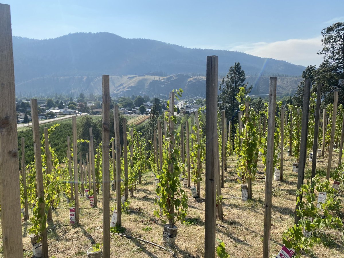 ZWineNinja's tweet photo. Very excited to have finally seen &amp; visited ⁦@harlee_code⁩ ‘s ⁦@Codewinesbc⁩ vineyard with Poppy. Their delicious #bcwine is available for ordering right now at https://t.co/81hpEClzGN 

Stay tuned for some exciting pairings with their delicious #Syrah #explorebc https://t.co/dWHm3o18Ix