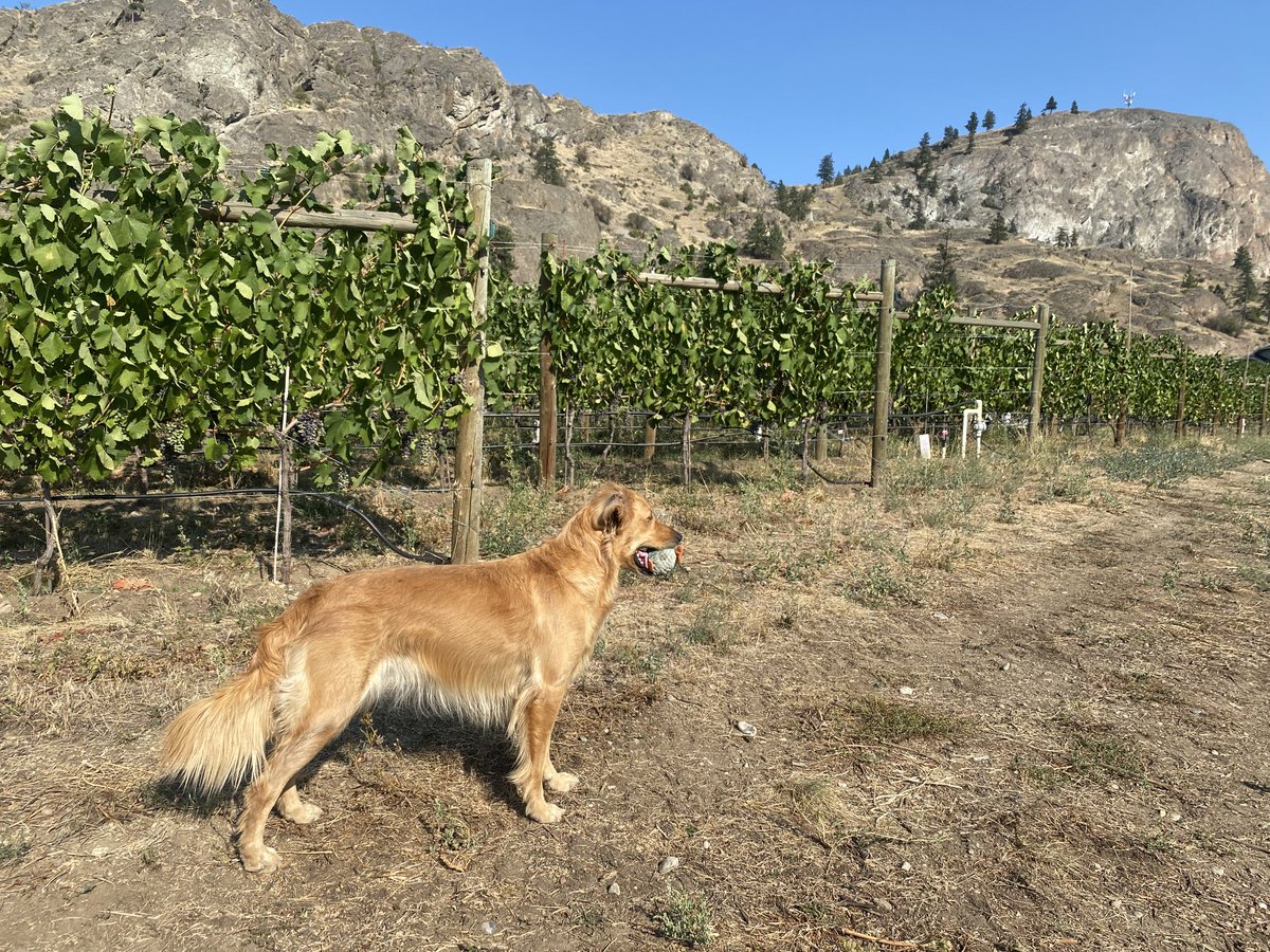 ZWineNinja's tweet photo. Very excited to have finally seen &amp; visited ⁦@harlee_code⁩ ‘s ⁦@Codewinesbc⁩ vineyard with Poppy. Their delicious #bcwine is available for ordering right now at https://t.co/81hpEClzGN 

Stay tuned for some exciting pairings with their delicious #Syrah #explorebc https://t.co/dWHm3o18Ix