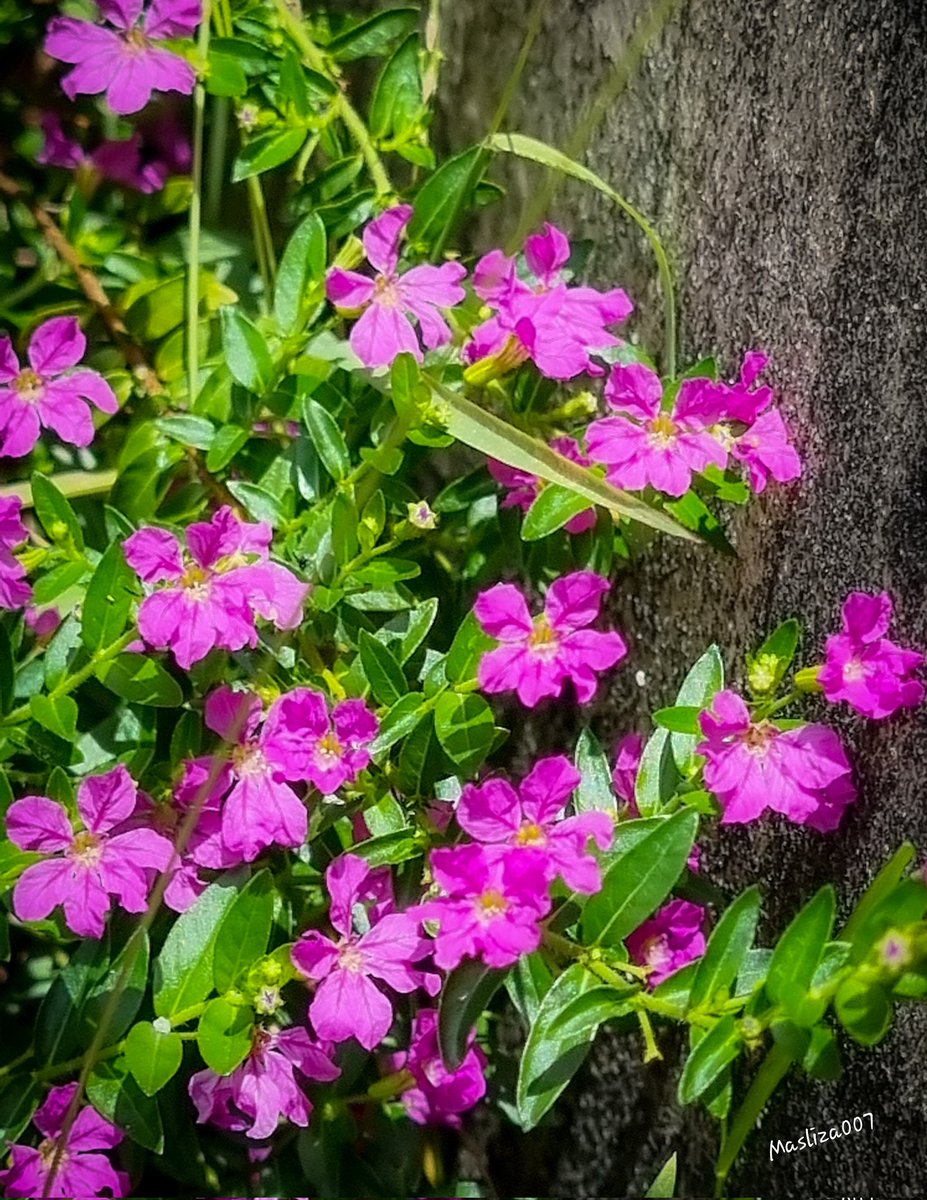 MaslizaMustafa's tweet photo. False Heather flower (Cuphea hyssopifolia)
#Flowers #wildflowers #nature #bunga #bungaliar #flowerphotography #tinyflowers #flowerphotography #NaturePhotography #amateurphotographer #itsthelittlethingsinlife #ipoh #Perak https://t.co/Tf7MlUbipZ