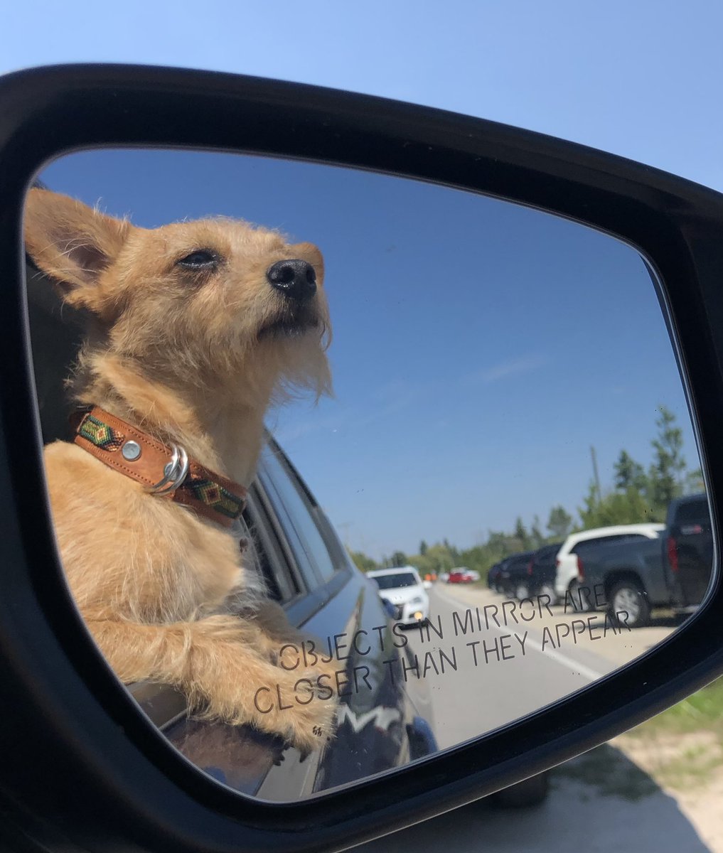 Hot Dog Summer #hotdogsummer #dogsoftwitter #GaryBusey