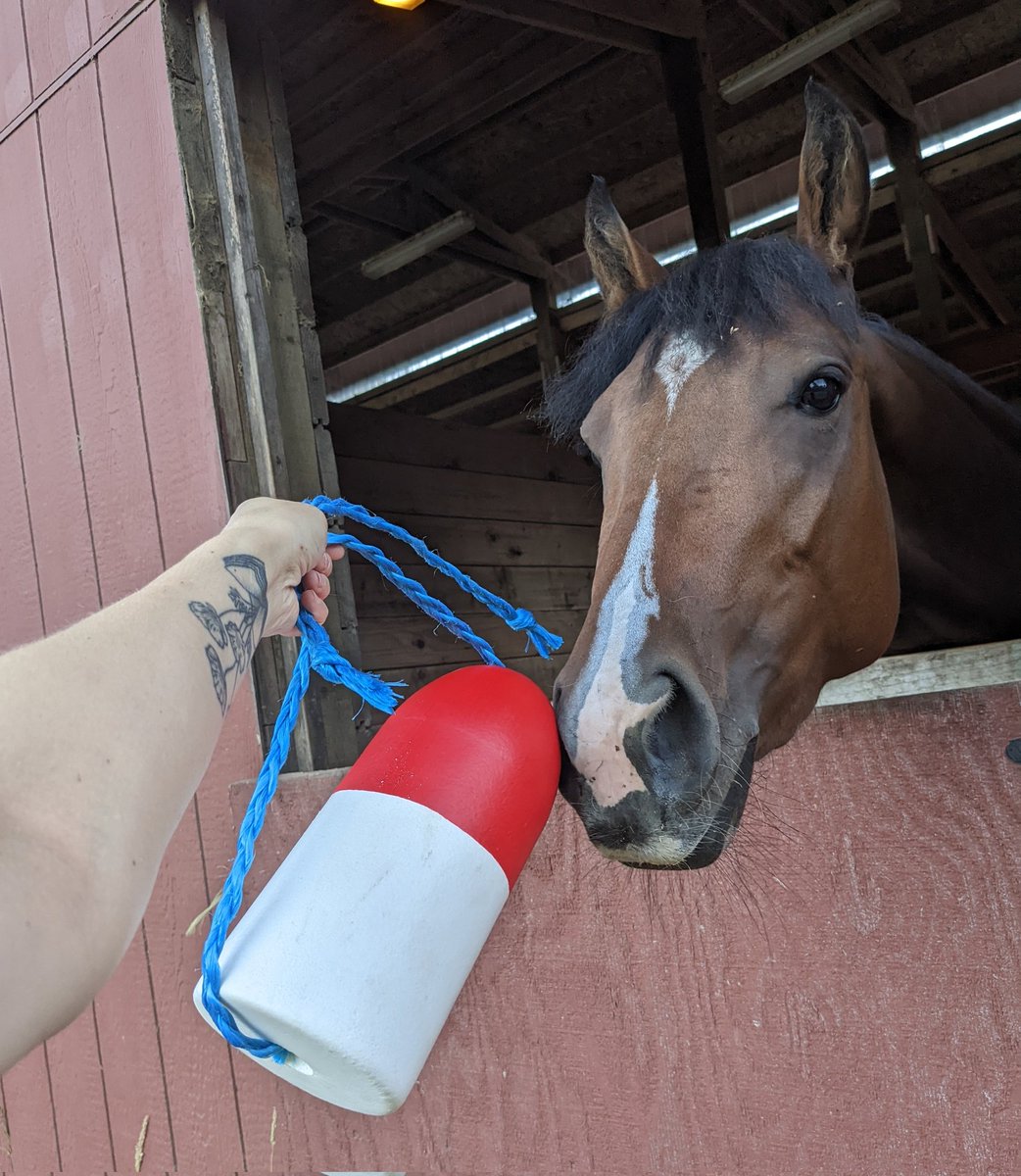 lifewithalula's tweet photo. How clicker trainers think: oh look at this unusual and novel object that might startle my animal

*turns it into a target* https://t.co/D4vuWTx21v