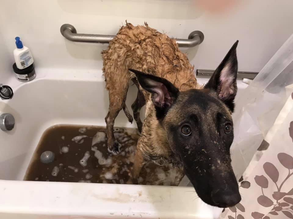screptiles's tweet photo. @KYR_SP33DY A very muddy Mika. She’s a Belgian malinois! https://t.co/yk8J8fCU9y
