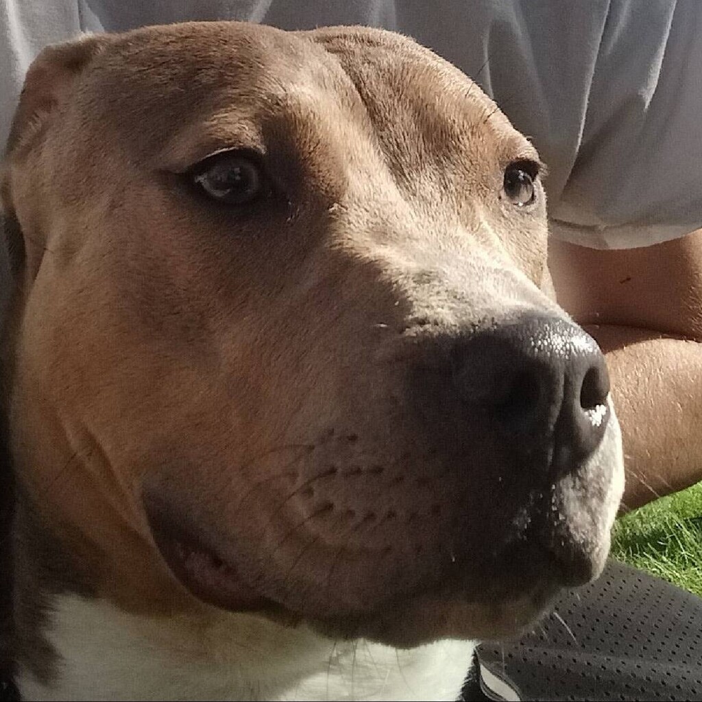 Lost Dog - Pit Bull - Female - St Paul 

Date Lost: 2022-09-02 
Dog's Name: Bella 
Breed of Dog: Pit Bull 
Gender: Female 
Closest Intersection: 7th St E &amp; Hazel St N, Greater East Side, St Paul, Ramsey County, MN, US, 55119. 
Zip Code: 55119 
Color: Sil… facebook.com/pages/p/337436…