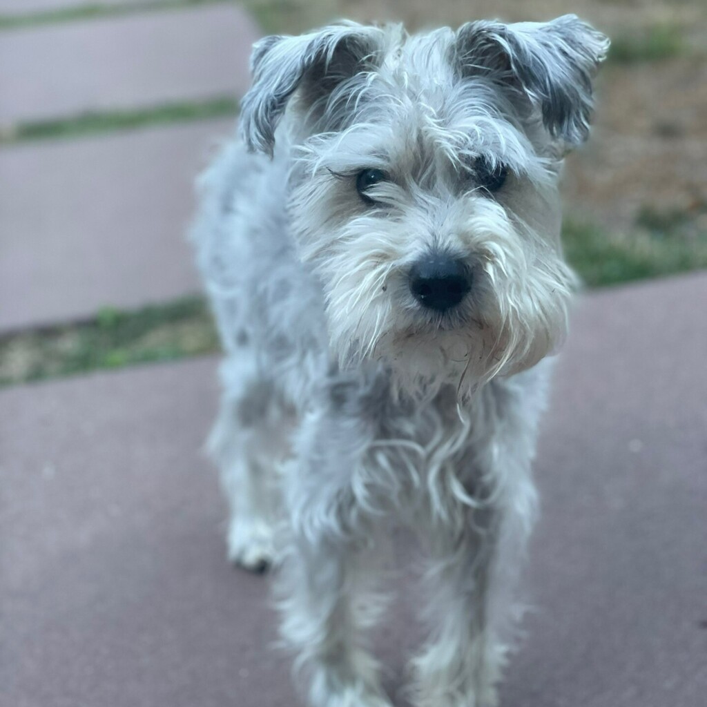 Lost Dog - Schnauzer Miniature - Male - Minneapolis

Date Lost: 2022-09-03 
Dog's Name: Harpo 
Breed of Dog: Schnauzer Miniature 
Gender: Male 
Closest Intersection: W 28th St &amp; W Lake of the Isles Pkwy, Calhoun Isles, Minneapolis, Hennepin County, MN, U… facebook.com/pages/p/337436…