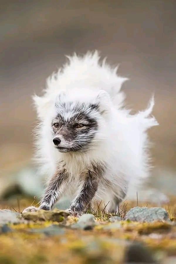 This is an arctic fox transitioning from its summer coat to a winter one