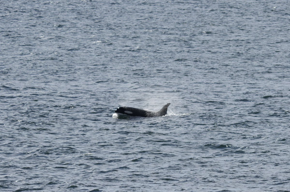 scottdurham's tweet photo. J-pod orcas just swam right between the wreck of the Aleutian Isle, the salvage vessel working to pull it up,  and the Coast Guard vessel protecting the area https://t.co/7tI0JcVqEb