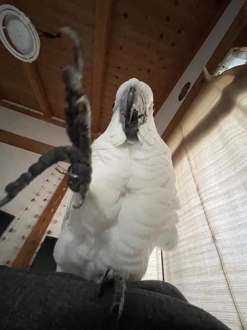 #鳥の正面顔が見たい 