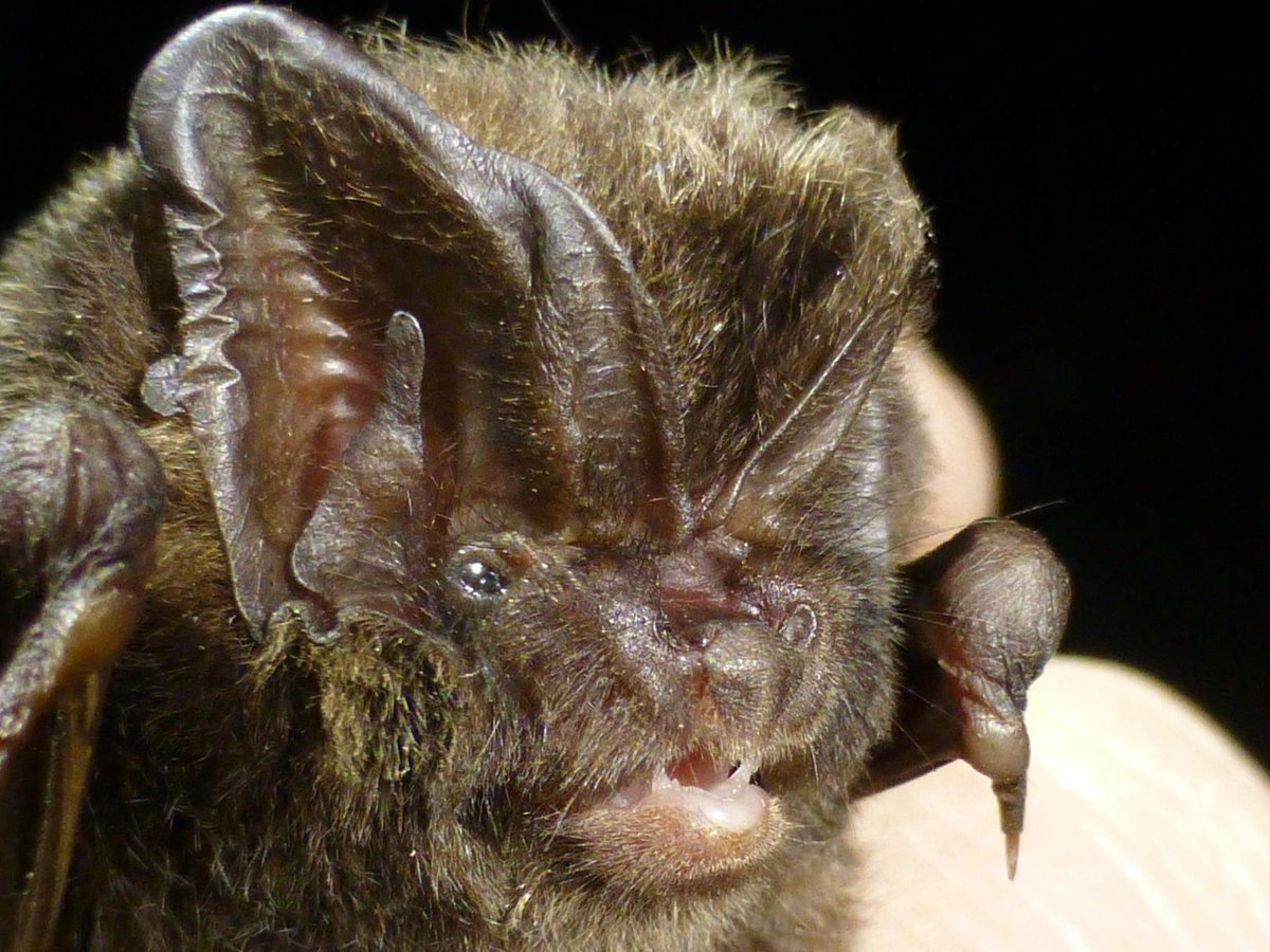 Batman_Shipman's tweet photo. When you possibly get a first record for #serotine on a trapping event in #westberkshire for the @BBOWT #livinglandscapes project with the @BerksBatGroup as part of ongoing #research on #bats for #conservation and #monitoring We also had ๐ for #barbastelle #lovebats @_BCT_ https://t.co/Ylrqksbeue