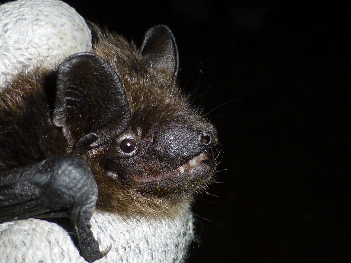 Batman_Shipman's tweet photo. When you possibly get a first record for #serotine on a trapping event in #westberkshire for the @BBOWT #livinglandscapes project with the @BerksBatGroup as part of ongoing #research on #bats for #conservation and #monitoring We also had ๐ for #barbastelle #lovebats @_BCT_ https://t.co/Ylrqksbeue