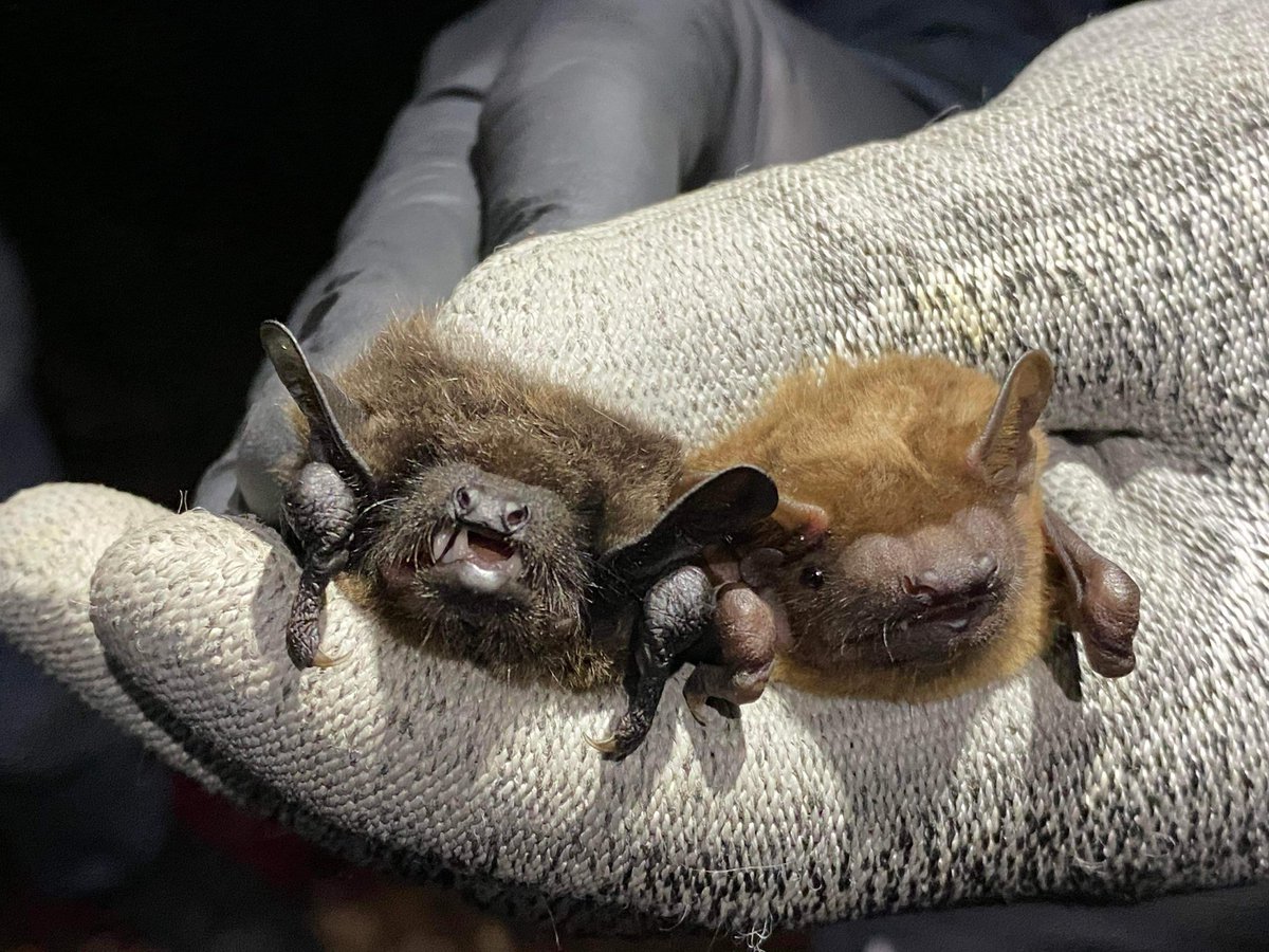 Batman_Shipman's tweet photo. When you possibly get a first record for #serotine on a trapping event in #westberkshire for the @BBOWT #livinglandscapes project with the @BerksBatGroup as part of ongoing #research on #bats for #conservation and #monitoring We also had ๐ for #barbastelle #lovebats @_BCT_ https://t.co/Ylrqksbeue
