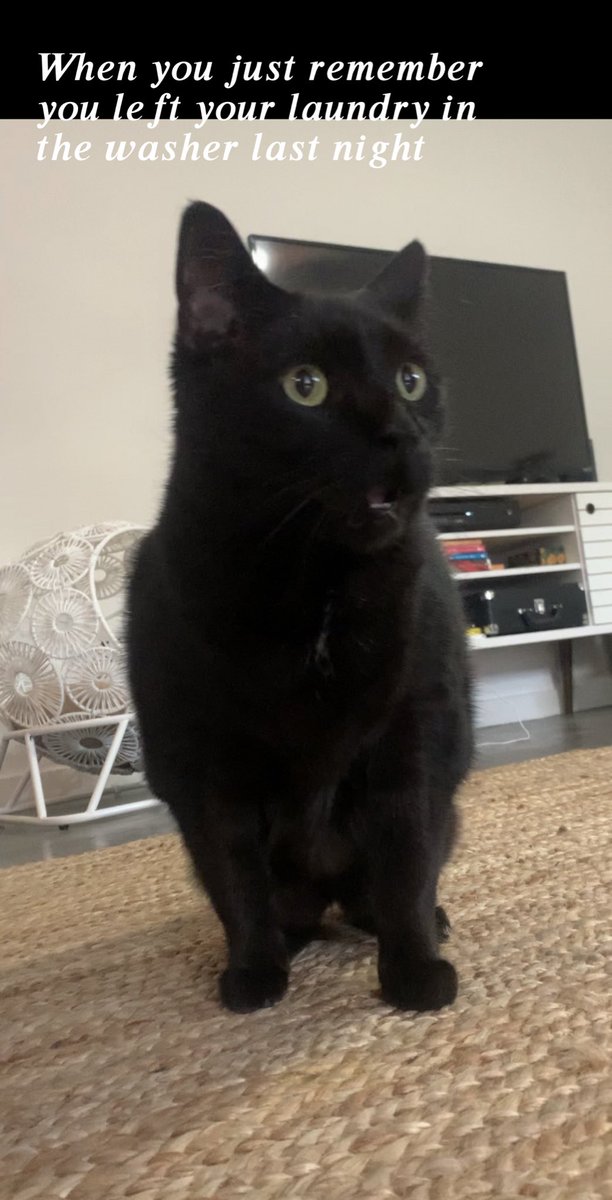 5thyrsundevil's tweet photo. My cat meme homemade sponsored by my good boy Charlie (must click on photo to read caption) #MCO335 #charlieisameme https://t.co/7IO0kxH7bf