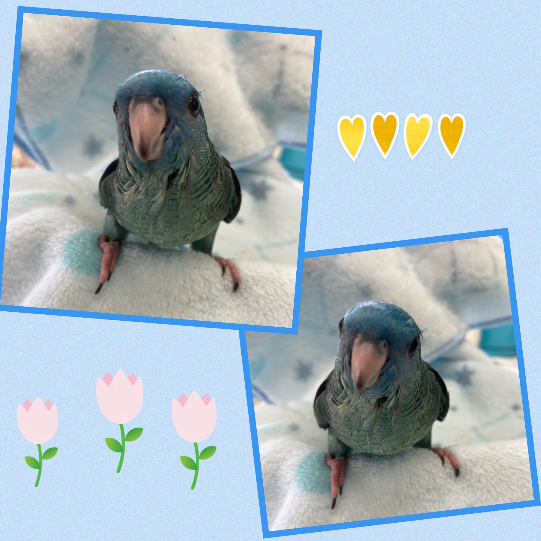鳥っちょ 里親募集 有償です Toriccho412 Twitter