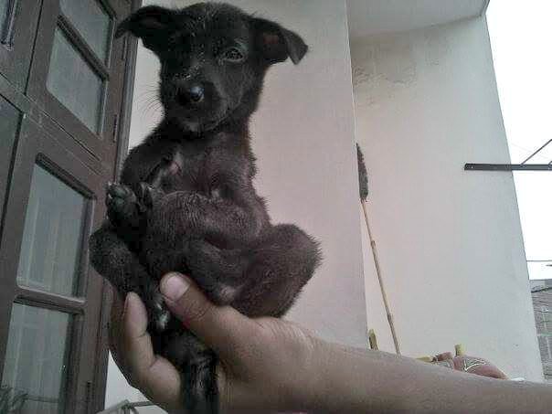 girish_joshig's tweet photo. How it started : How it's going
May 2014 : Sep 2022
#Zubby
#AdoptDontShop
#GoodMorningTwitterWorld https://t.co/QwKIENApNO