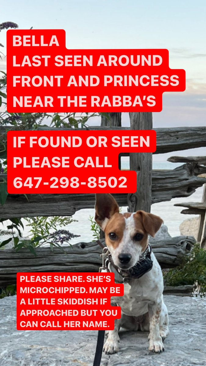 Hi Twitter, my dog is lost. She’s a Jack Russell named Bella, last seen around Front and Princess area kind of near the Rabba’s. If you see or hear of anything can you please let me know. She’s skiddish so chasing probs isn’t a good idea but she may answer to her name