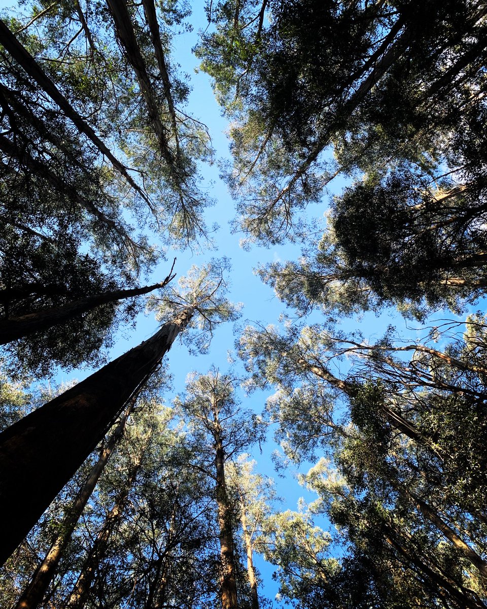 ninakillham's tweet image. Happy Father’s Day to the grand nurturing trees who tower above and want the best for us. #savethetrees #stopnativeforestlogging #toolangi
