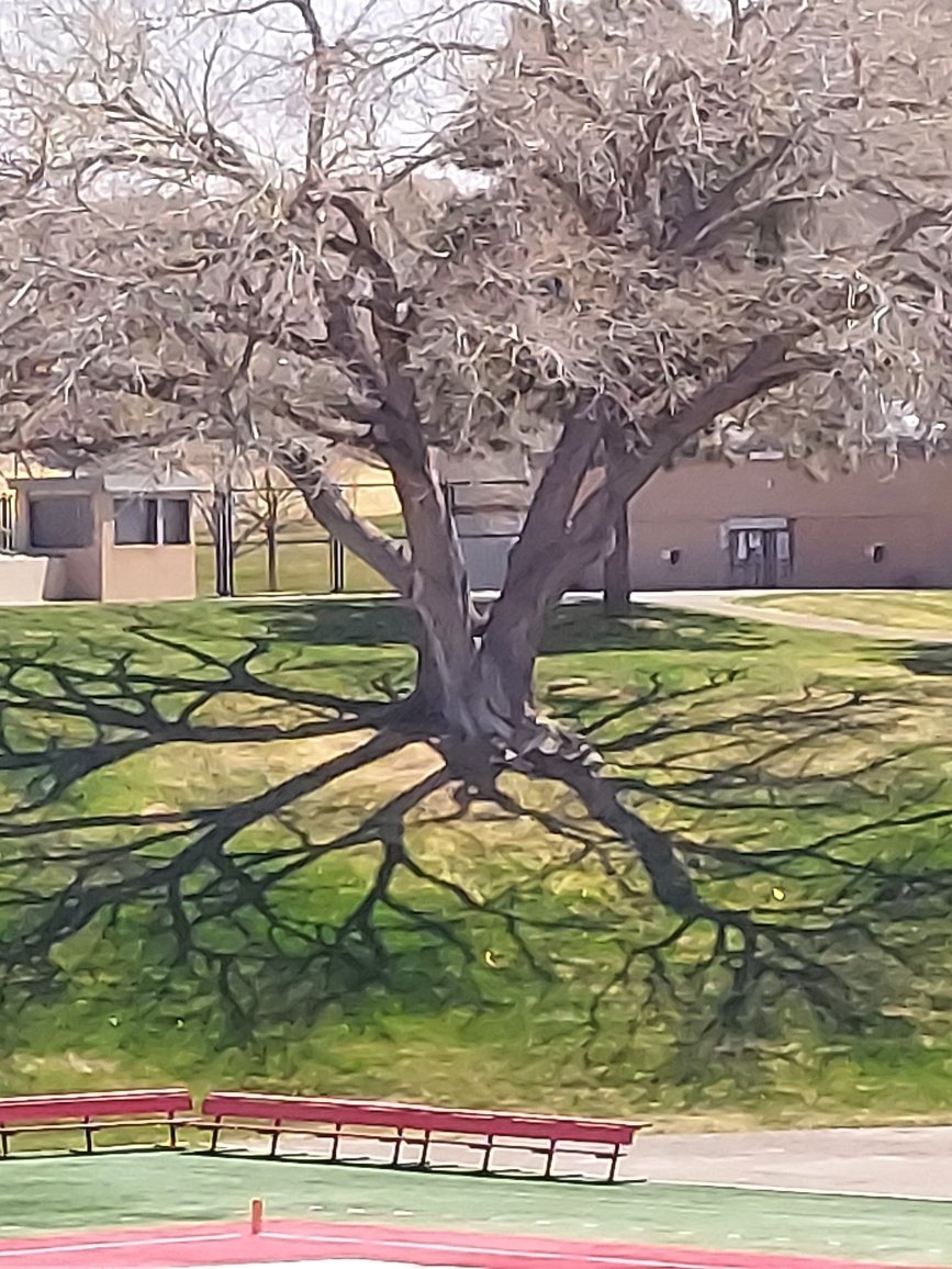 TonyPino56's tweet image. #globos #Iconictree! #missyou