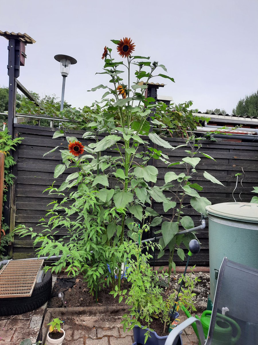 Unsere Sonnenblume hat schon 2,80 m erreicht.