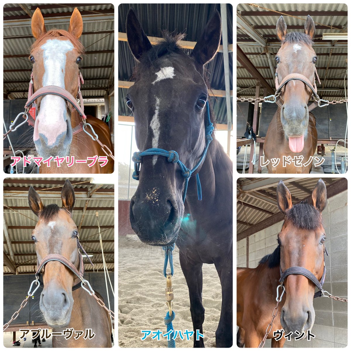 アプルーヴァル、セカンドキャリアでも頑張って。 