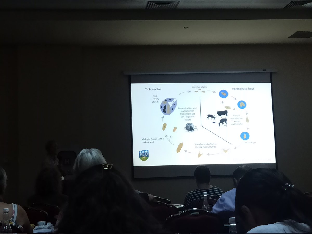 karoglualeyna's tweet photo. Attended #TTP10 in Romania with my lab last week! It was my first scientific conference ever and It was LITERALLY mind-blowing :) It was an honor to meet all senior tick scientists all around the world, they all inspired me 🦠 https://t.co/2k4yrtT85N