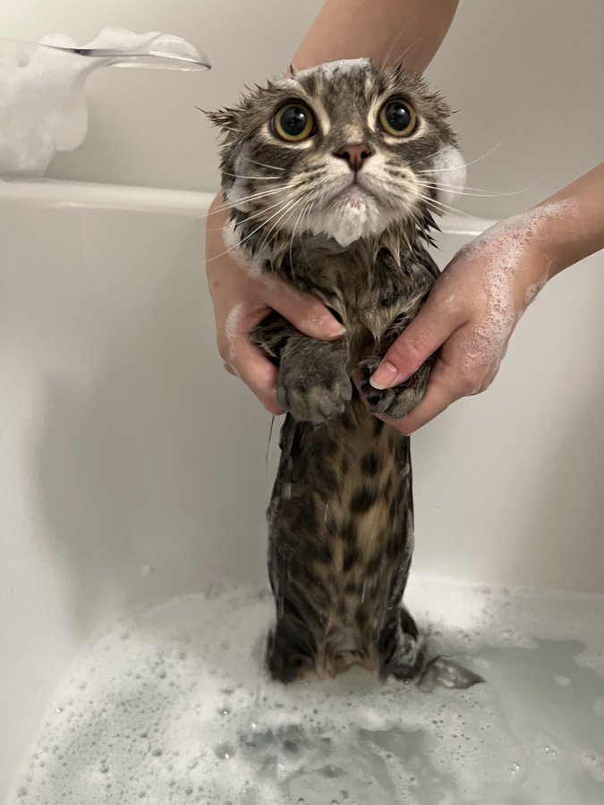 こけし にしか見えない 子猫ちゃんのかわいすぎる姿に癒される人続出 ハフポスト News