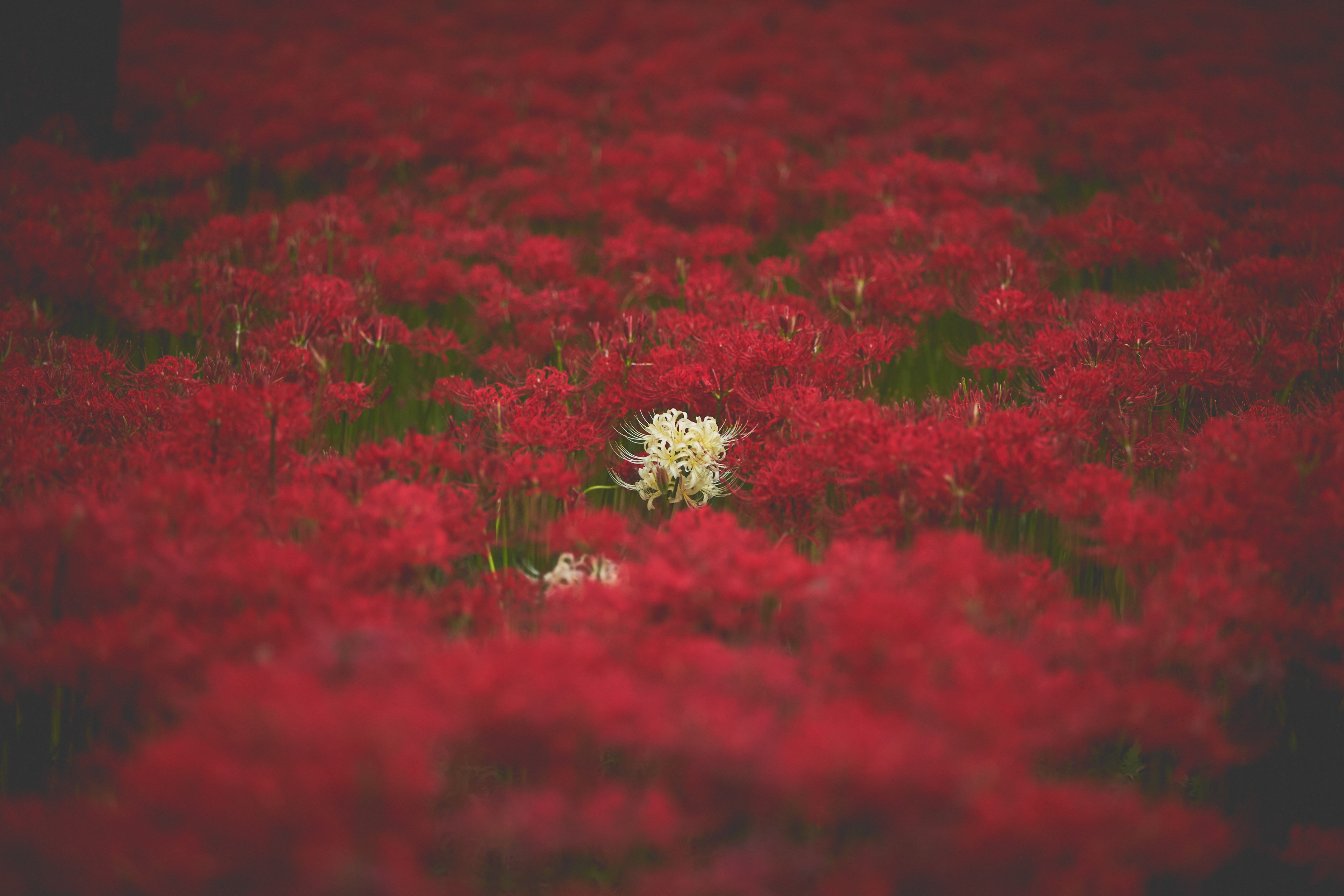 Photographer Ma 今年は巾着田の彼岸花が見られる 巾着田 彼岸花 曼珠沙華 T Co Ubgfczhhux Twitter