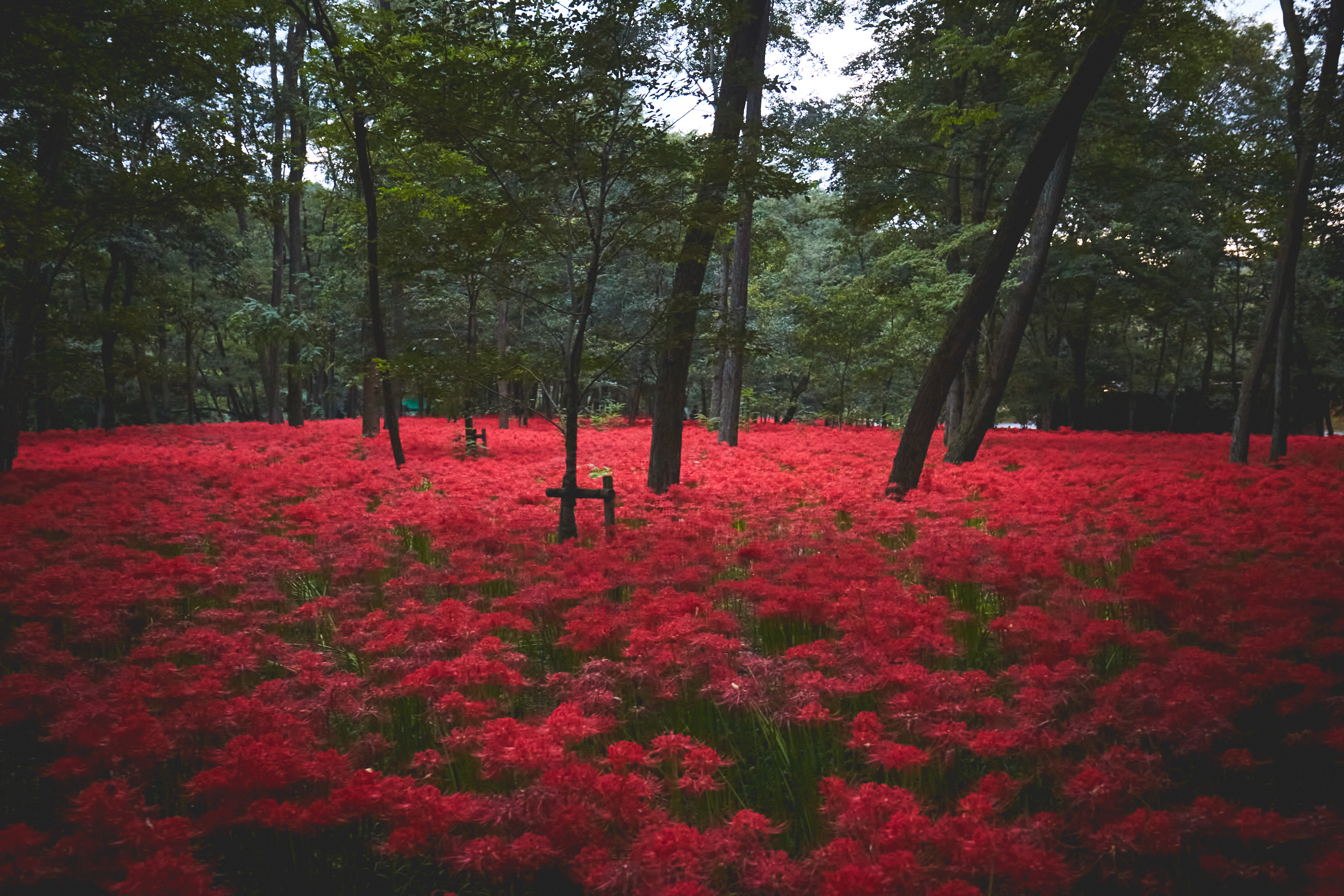 Photographer Ma 今年は巾着田の彼岸花が見られる 巾着田 彼岸花 曼珠沙華 T Co Ubgfczhhux Twitter