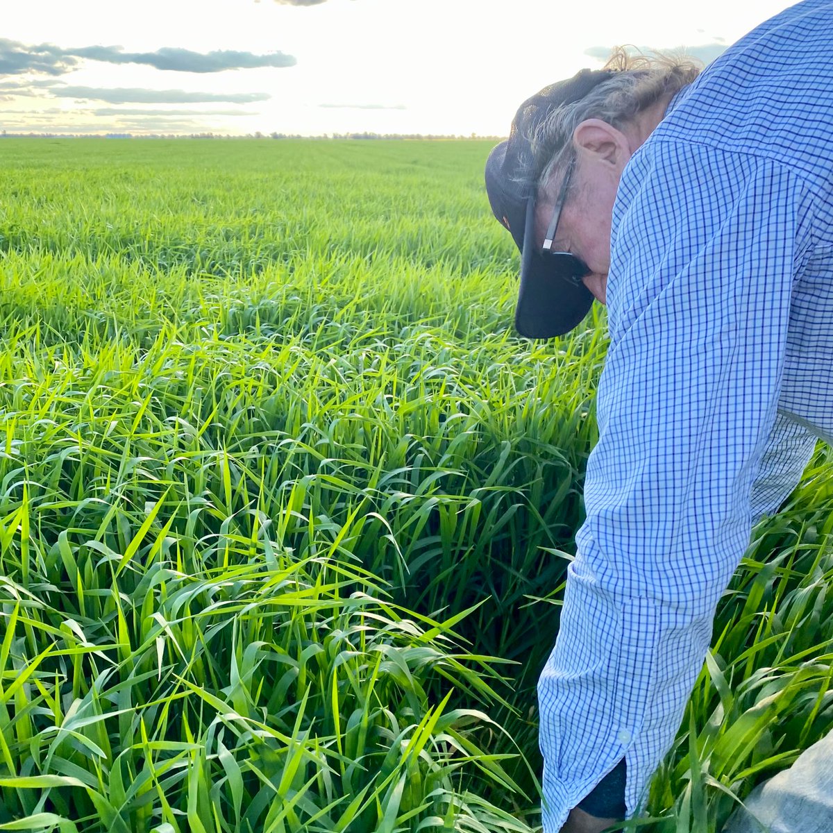 Melissa Brown tweet media