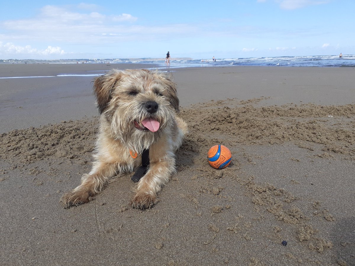HarrybtGreaves's tweet photo. Eh pals ize been on de beachy at de Filey ize don walk very far now ize eleventy ize jus apply wiv mi ball 
#BTPosse #borderterrier https://t.co/ajjOGU7g0X