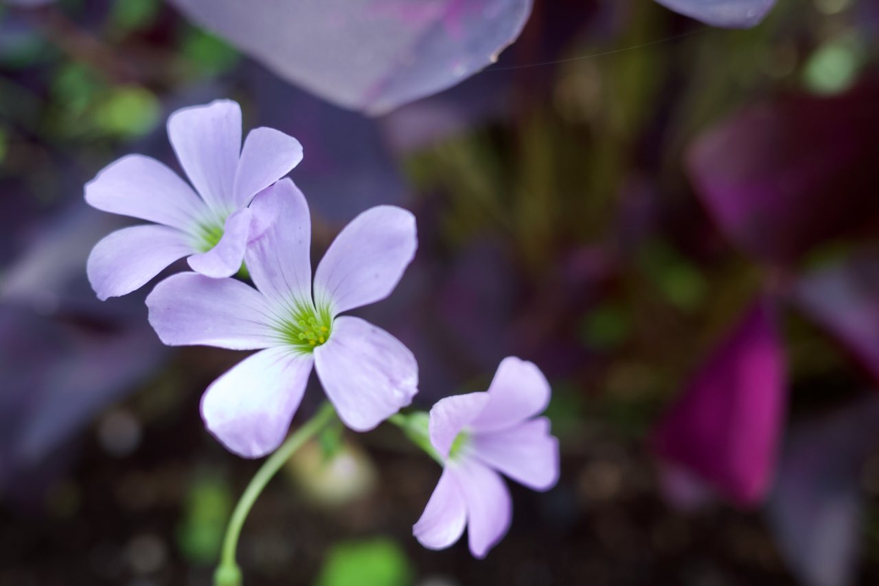 犬神明 ムラサキカタバミ 咲いてます 花言葉は 心の輝き 喜び です 東村山市 花 花言葉 春夏秋冬 花鳥風月 花まっぷ はなまっぷ Flower Flowers ムラサキカタバミ カタバミ 紫片喰 紫酢漿草 Purpleoxalis Lilacoxalis Oxalis