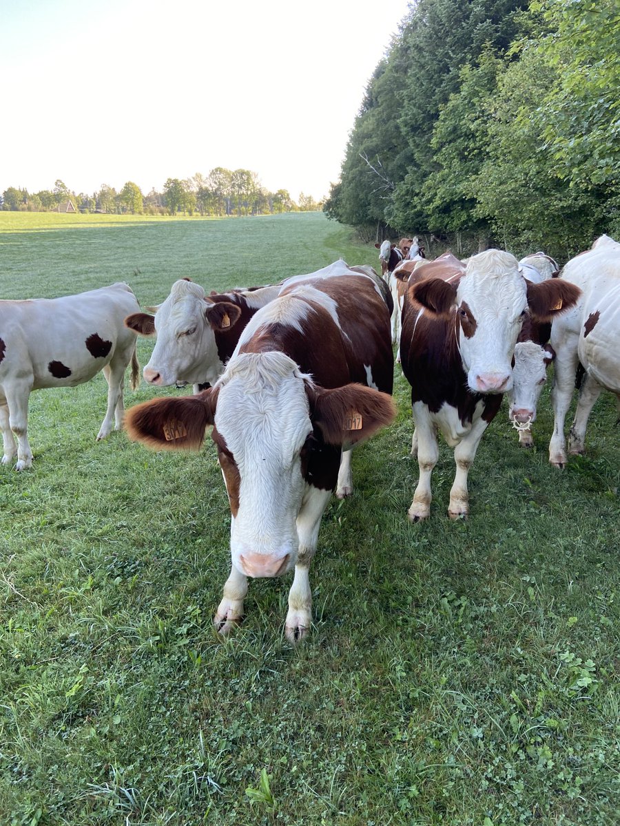 Ce matin 1130 m j’ai toujours la côte avec les Montbéliardes #Val de Morteau.