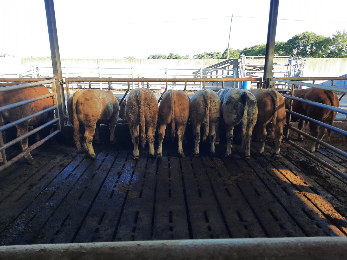 kinse91's tweet photo. Getting very hard to buy lads like these now #irishbeef #bullbeef #sucklers https://t.co/H0LhHKP0Qj