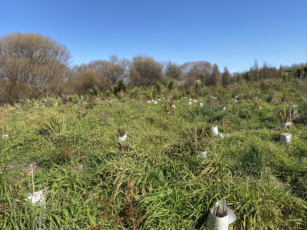 MeakinVictoria's tweet photo. From a marvellous Christchurch Town Hall gig last night, to the banks of the Styx River today. How cool is this? Before and after pics of how @StyxTrust are bringing these river banks back to life. @ECan #biodiversity #christchurch #environment https://t.co/8DLiSvUemS