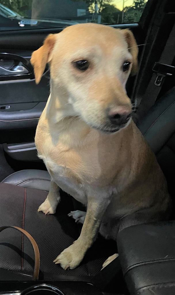 Is This Your Dog? - Rat Terrier/Unknown - Female - St Stephen 

Date Found: 2022-09-03    
Breed of Dog: Rat Terrier/Unknown  
Gender: Female  
Closest Intersection: County Rd 2 S, St Stephen, Stearns County, .  
Zip Code: 56375  
Color: Brown/Tan or Cre… facebook.com/pages/p/337436…