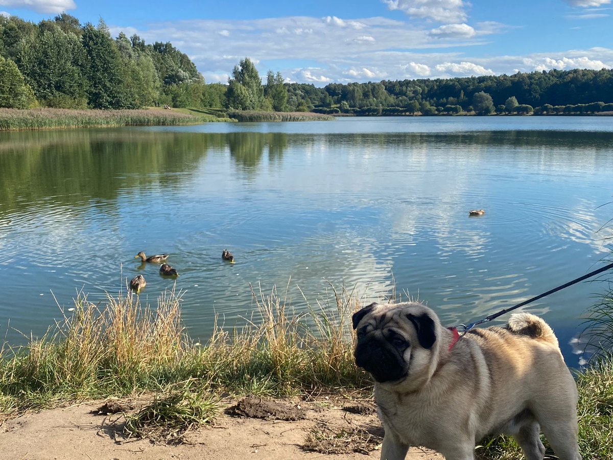 А утки ещё не летят высоко🦆