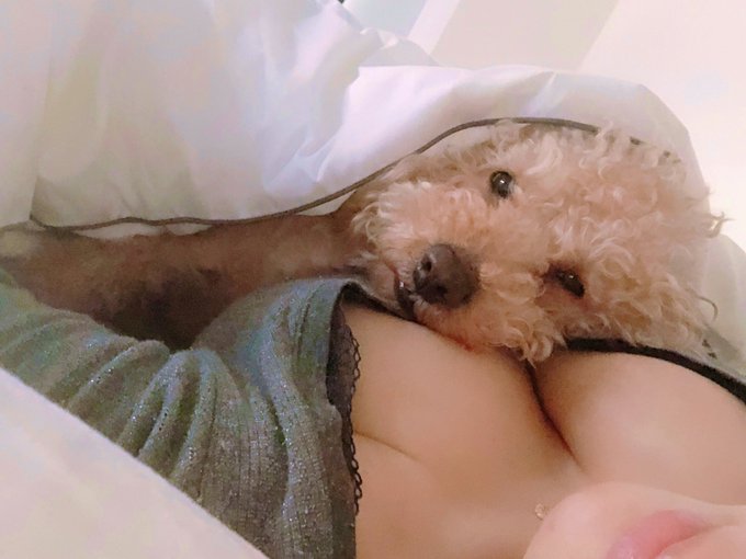 チャチャ、今頃、何してるかなぁ🤔🥰🐶 ベッドが広くて困っちまうよ☺️ 多忙過ぎて疲れてるけど、私は元気でーす😃 https://t.co/M4Mal0TXZD<a href="/tag/lol"class="tags"><span>#lol</span></a><a href="/tag/natural"class="tags"><span>#natural</span></a><a href="/tag/idontcare"class="tags"><span>#idontcare</span></a><a href="/tag/saggy"class="tags"><span>#saggy</span></a>
