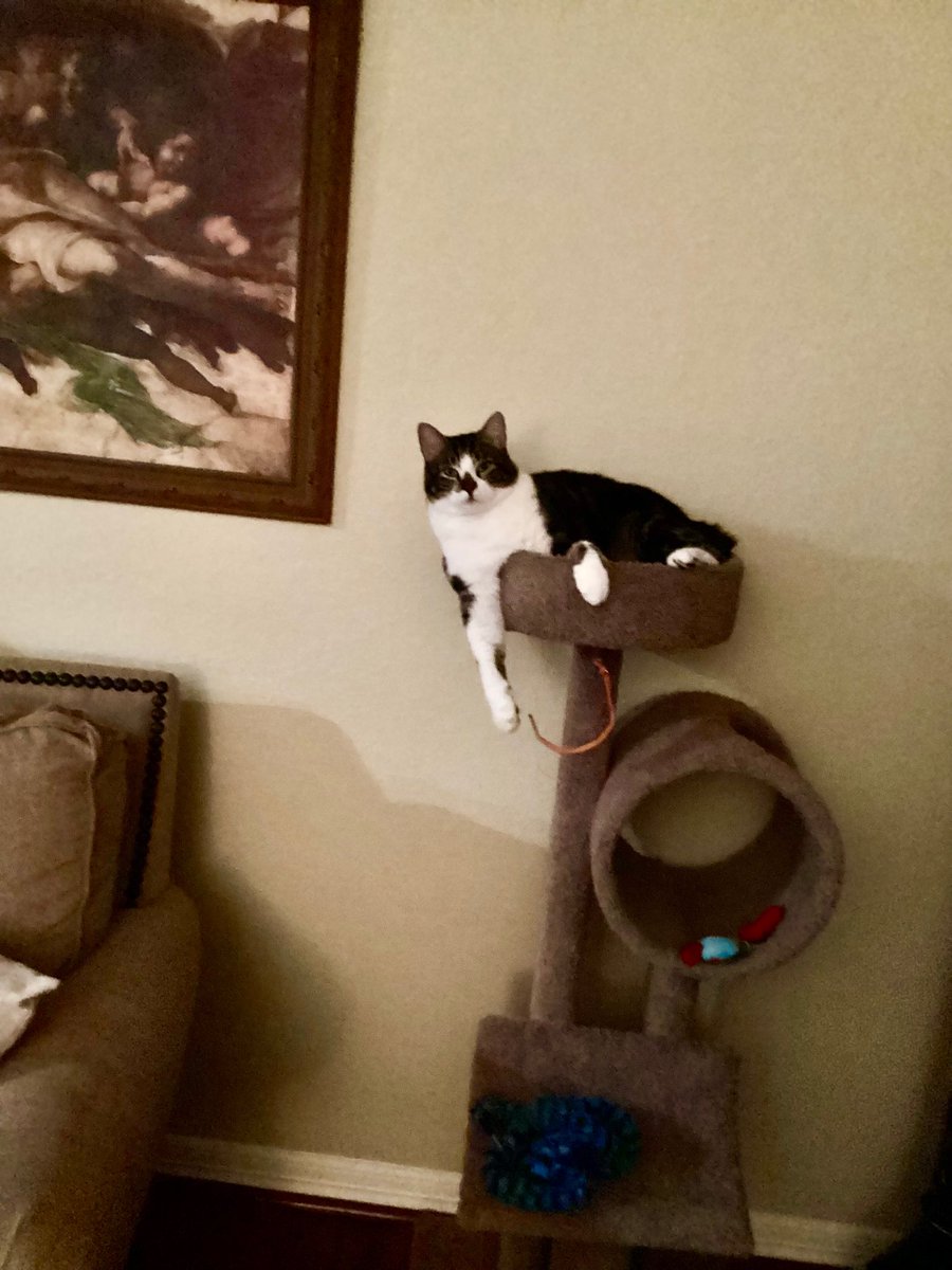 annettedevries's tweet photo. @TweetsOfCats He’s too fat and doesn’t fit in his perch! But he sleeps there 24/7! https://t.co/iF6ZACDHiD
