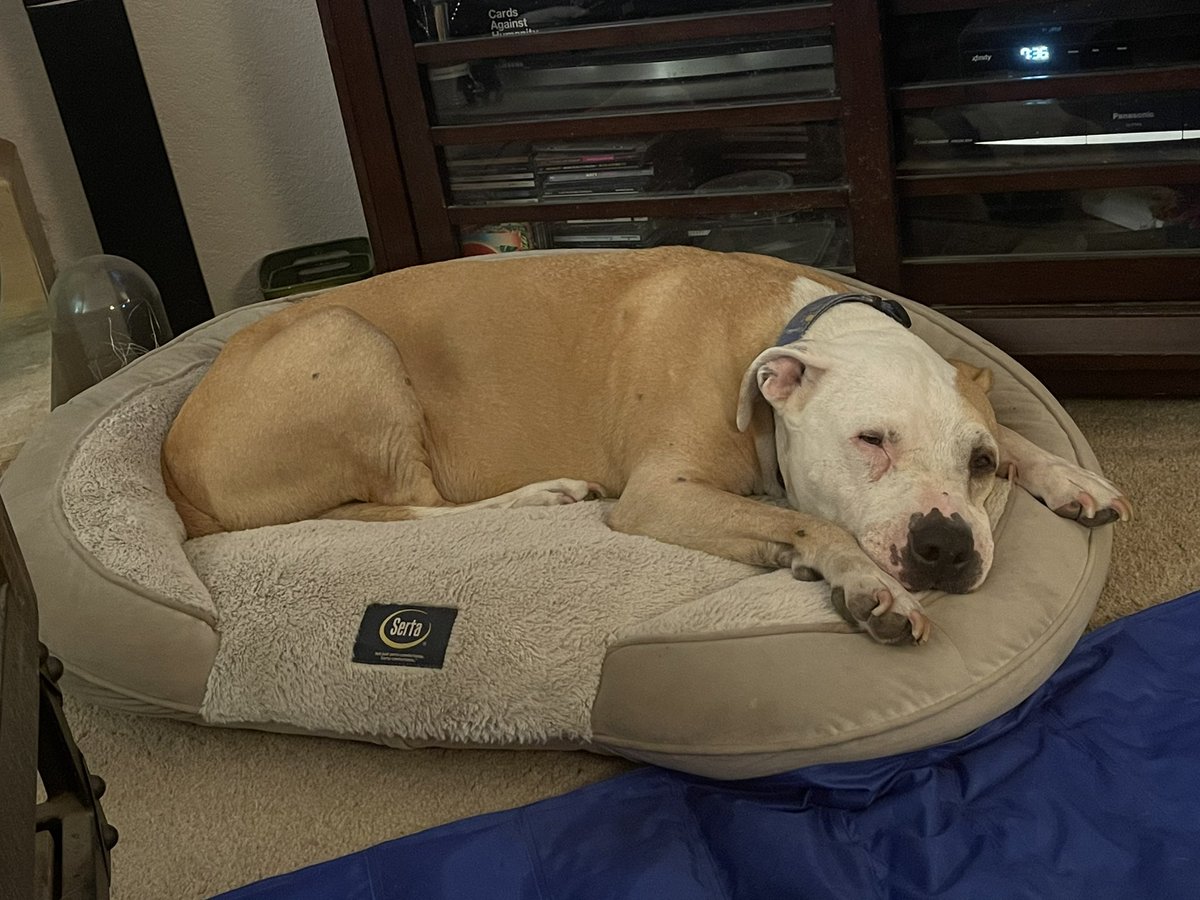 If not diagnosed early, a pet can die suddenly of heart failure.  It seems to be common in certain breeds, but barrel-chested sweeties are prone.

I'm cherishing every second with my bug. Thank you. 💕🐾